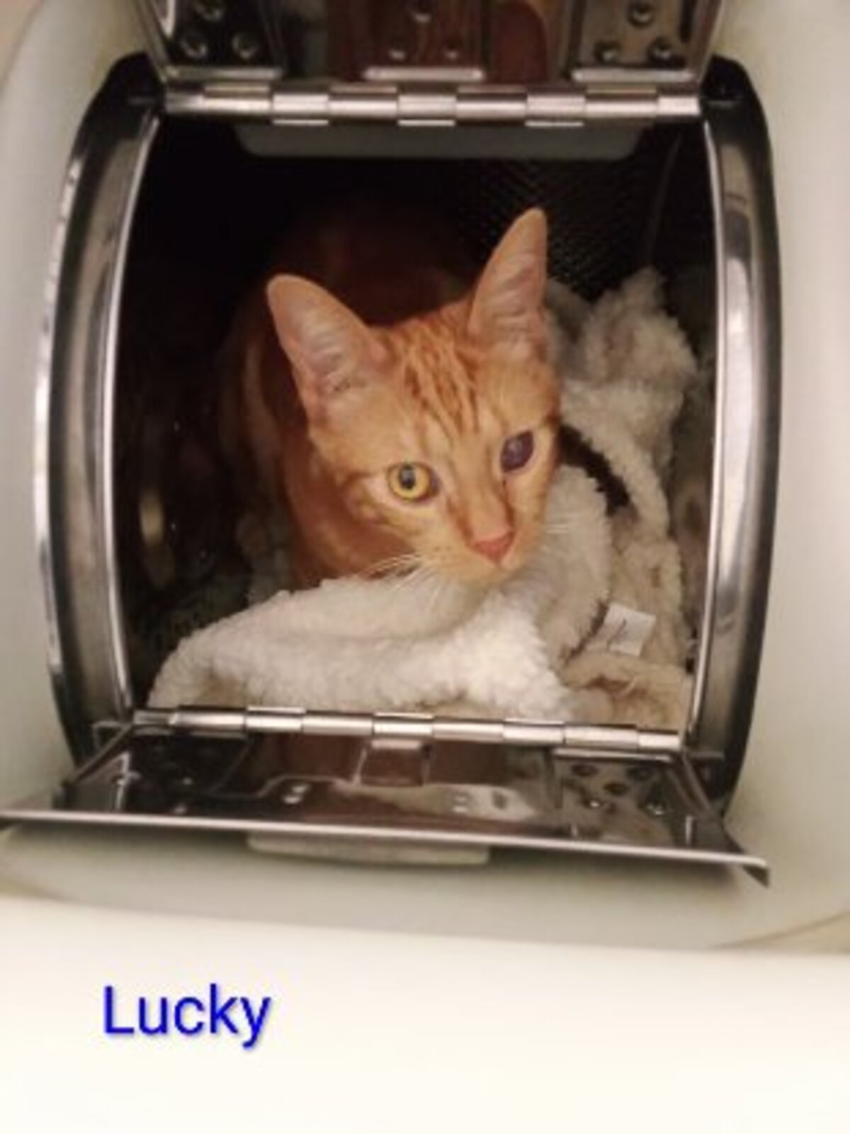Adoption Poopi /lucky