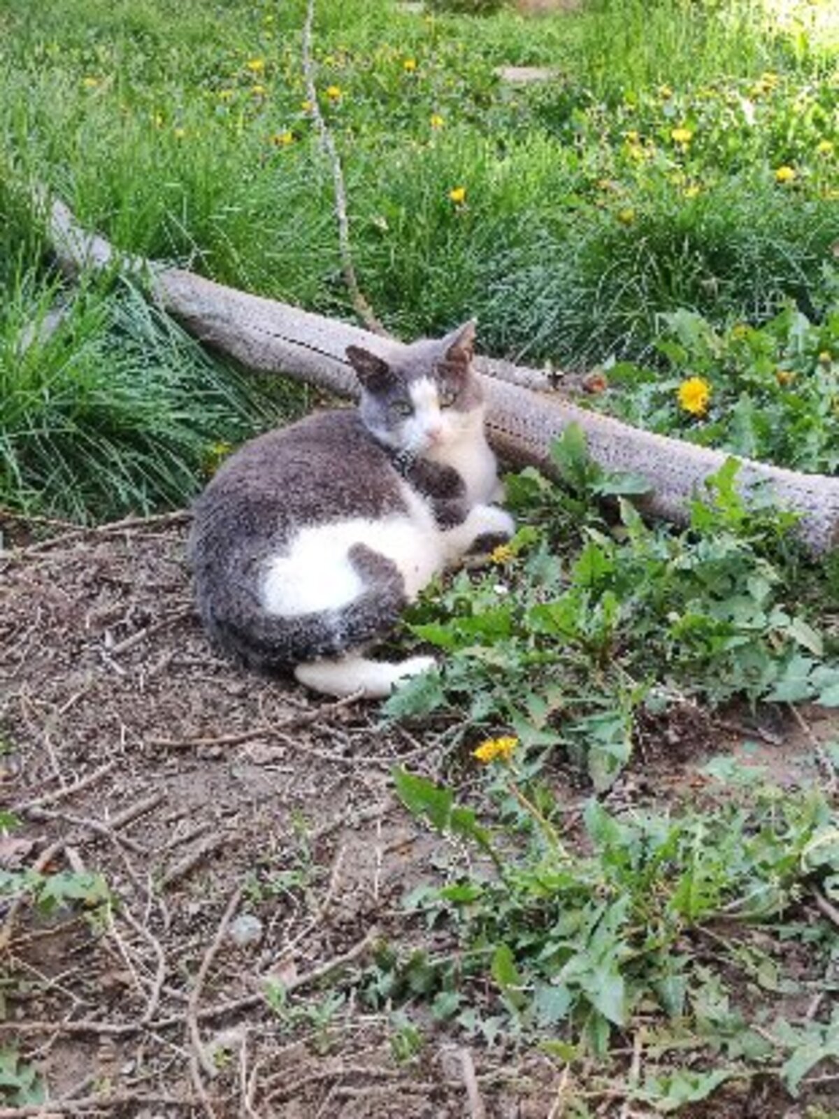 Adoption Poussiere