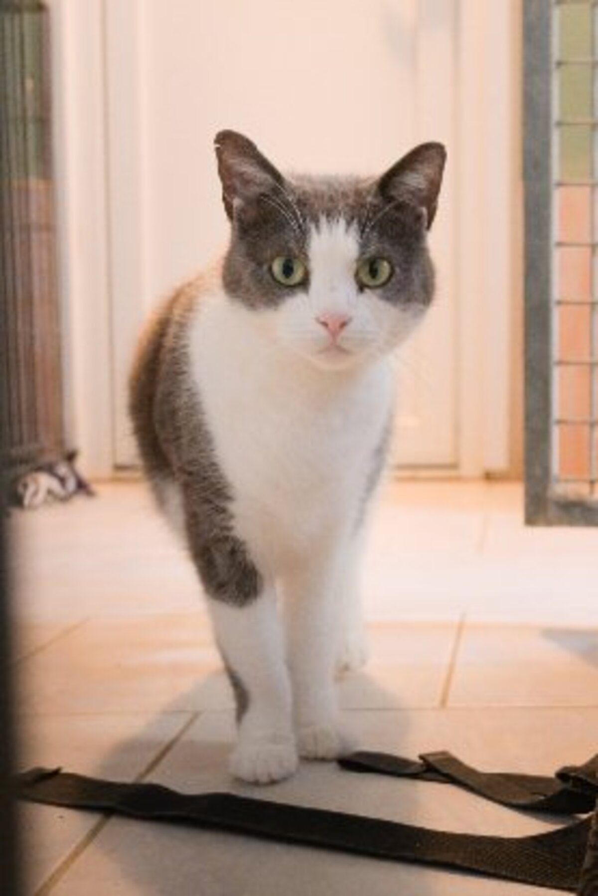 Adoption Poussiere
