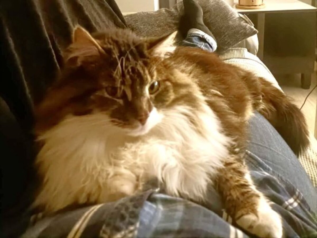 Adoption Prince