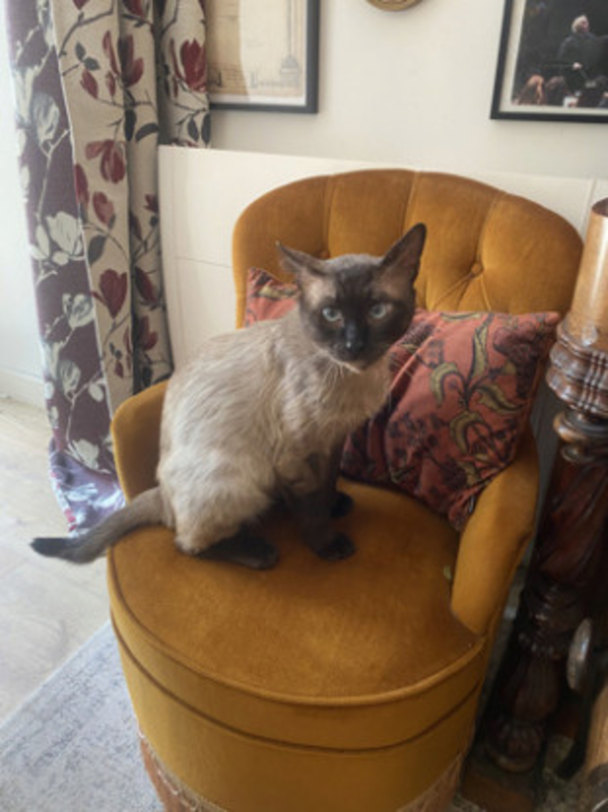 Adoption Prince osiris