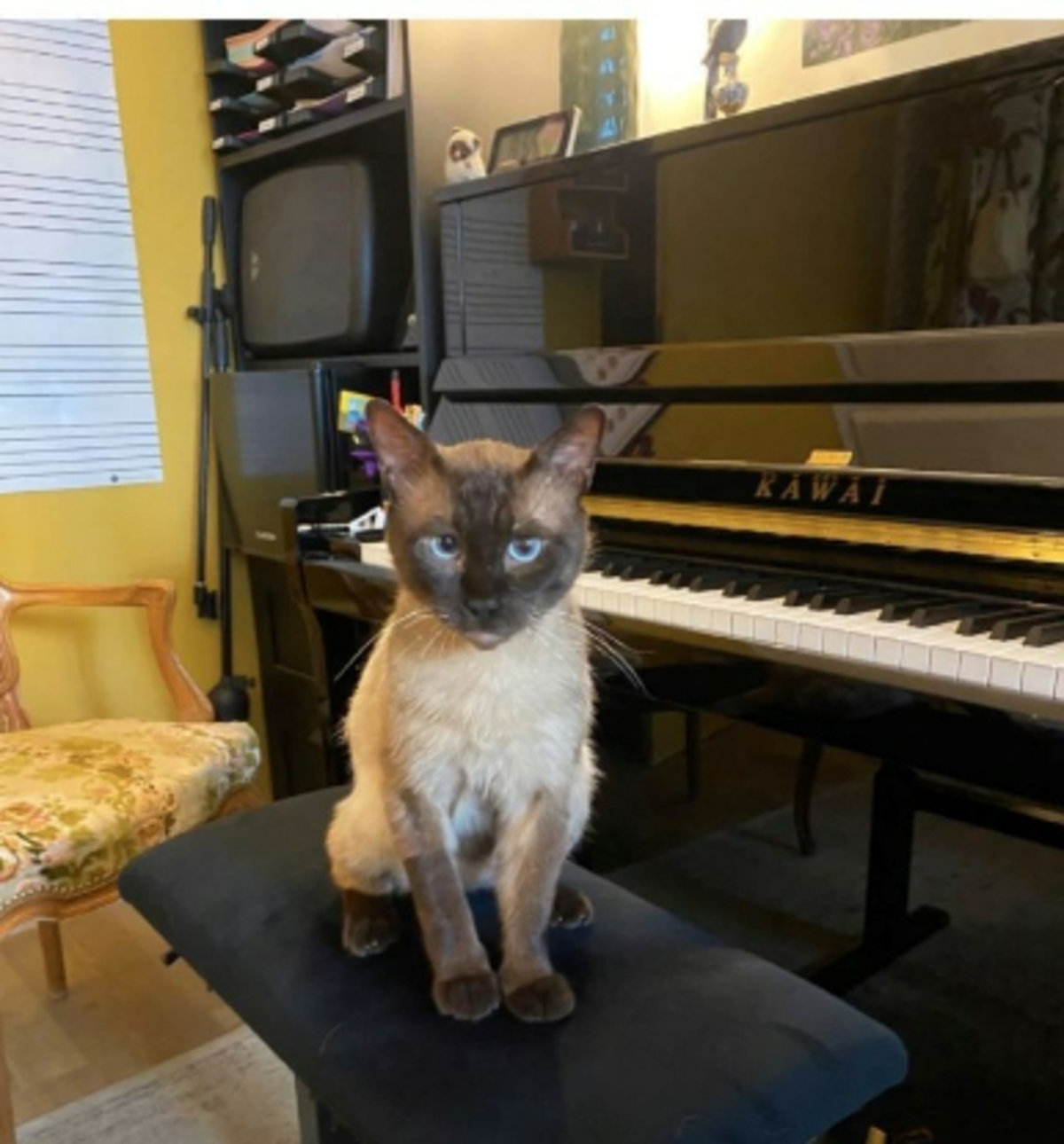 Adoption Prince osiris