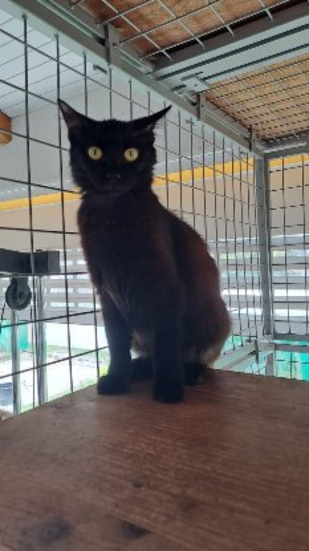 Adoption Princesse