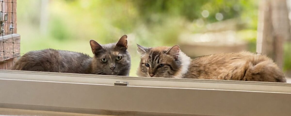 Adoption Princesse et arielle