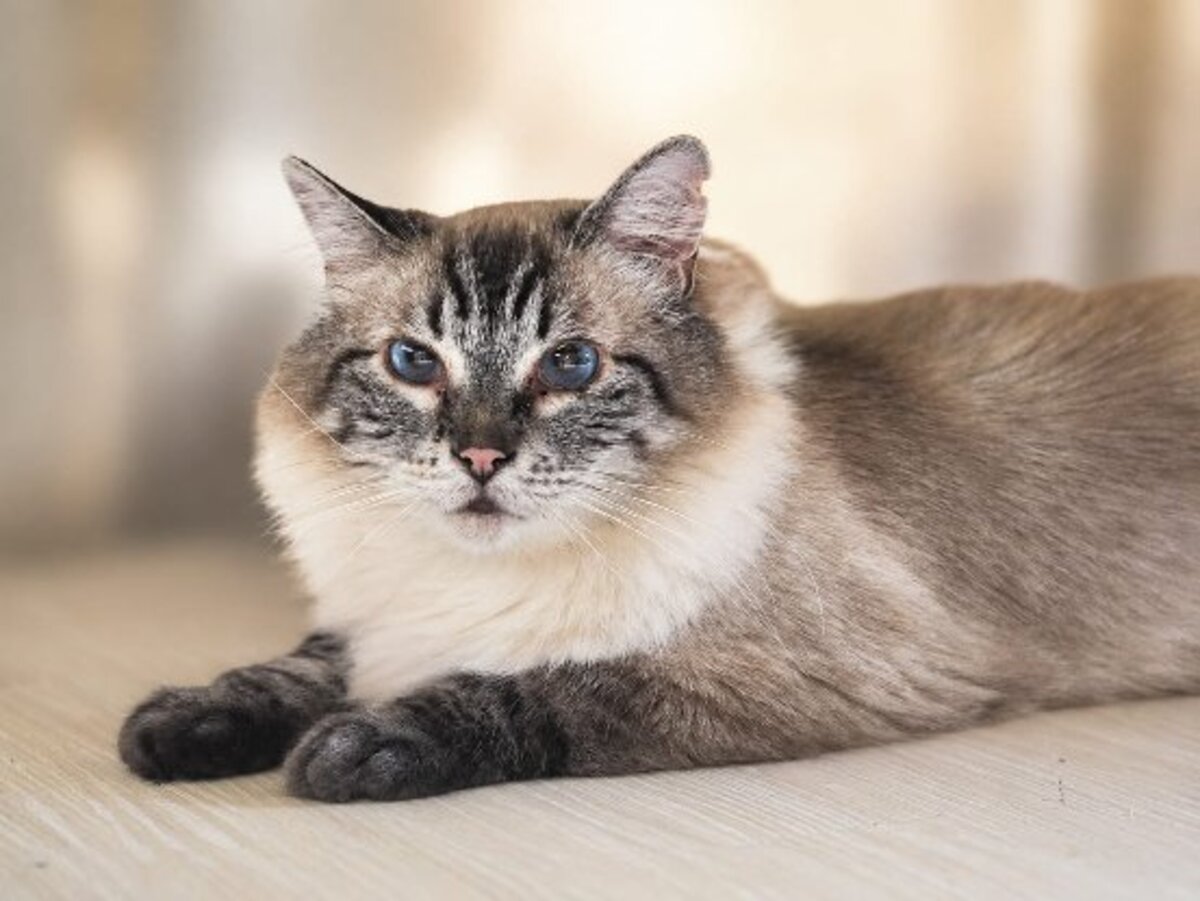 Adoption Princesse et arielle
