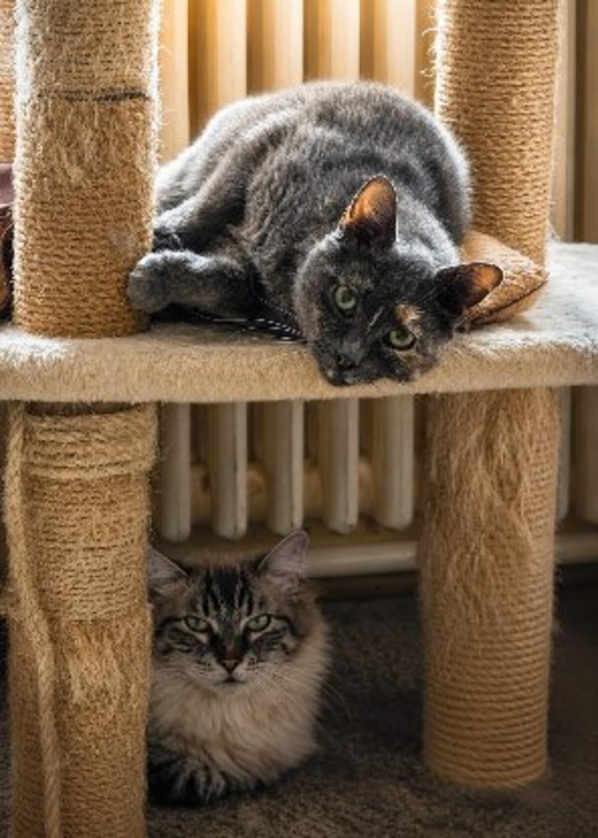 Adoption Princesse et arielle