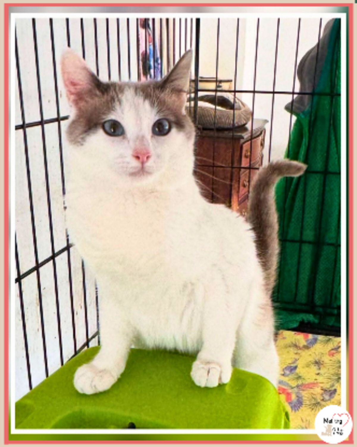 Adoption Priscila