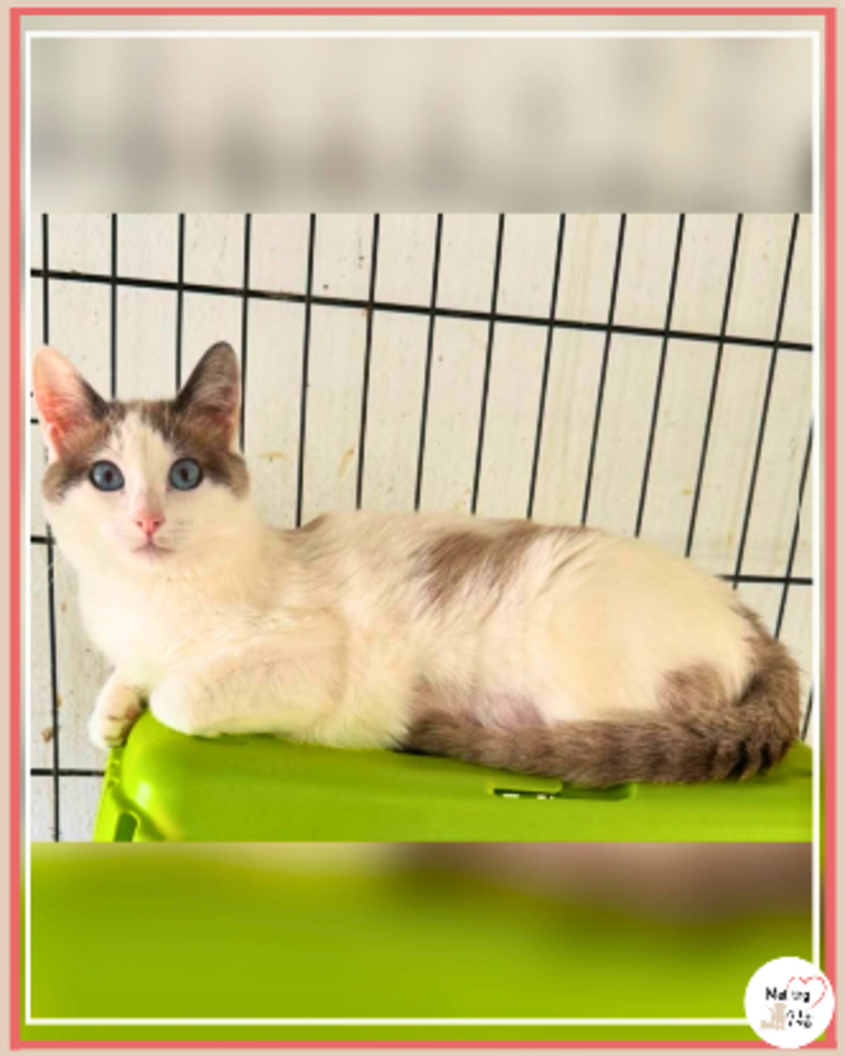 Adoption Priscila