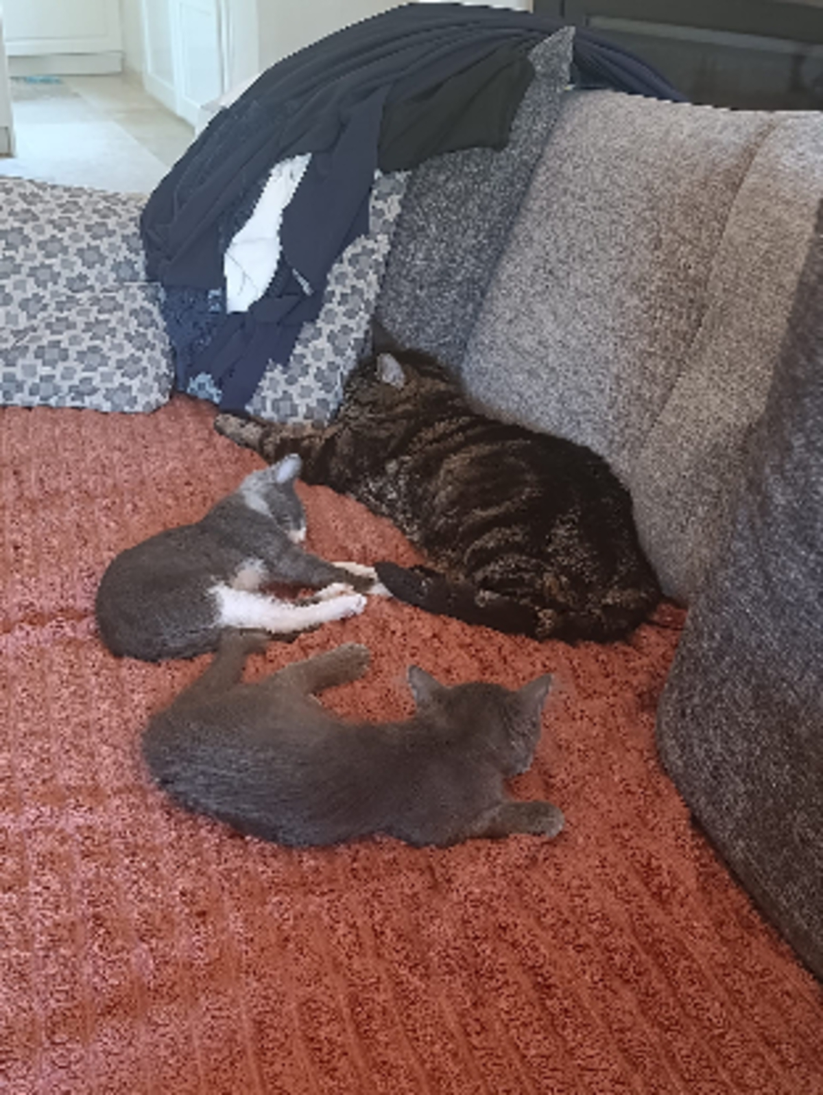 Adoption Prune et myrtille