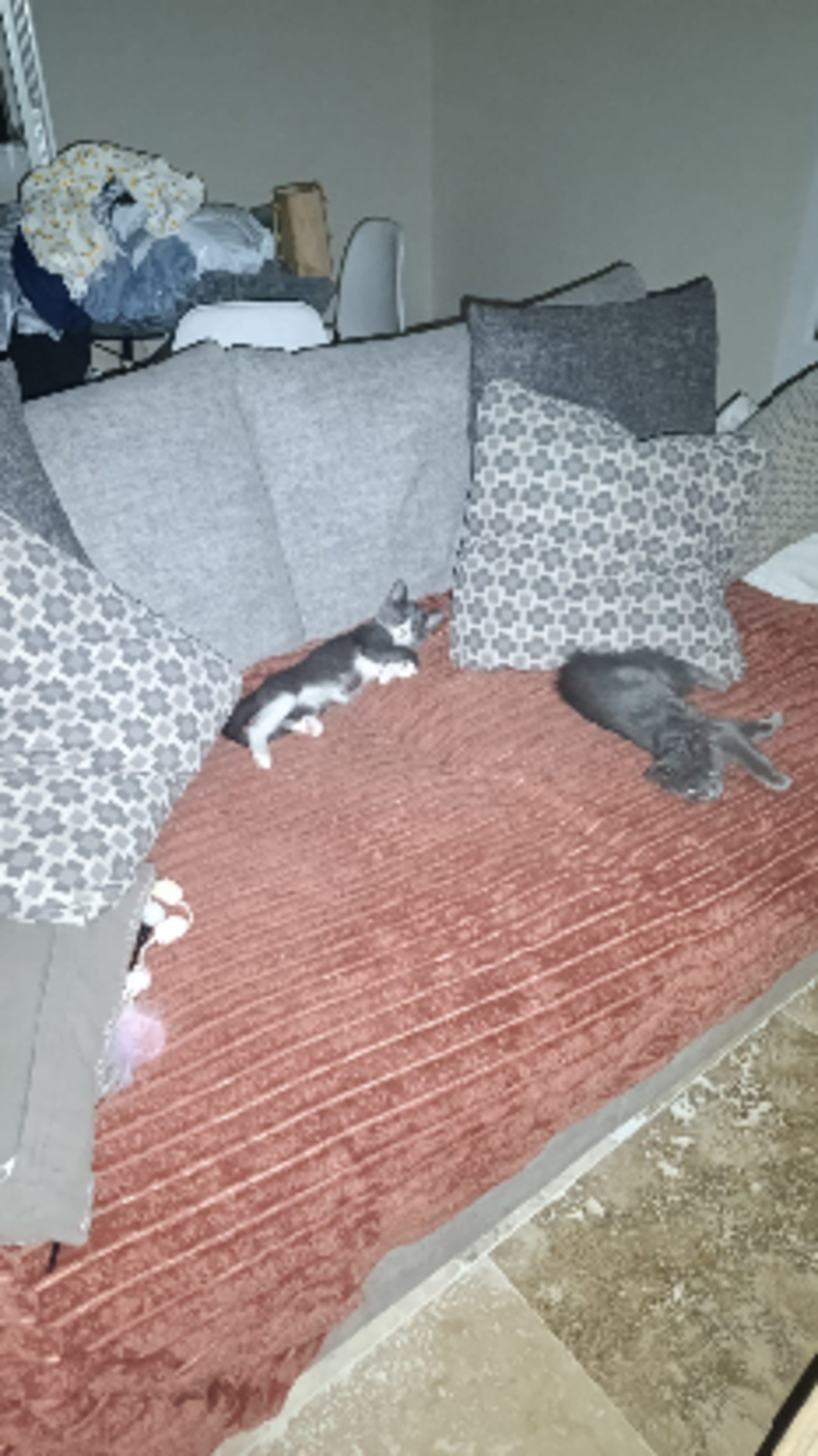Adoption Prune et myrtille