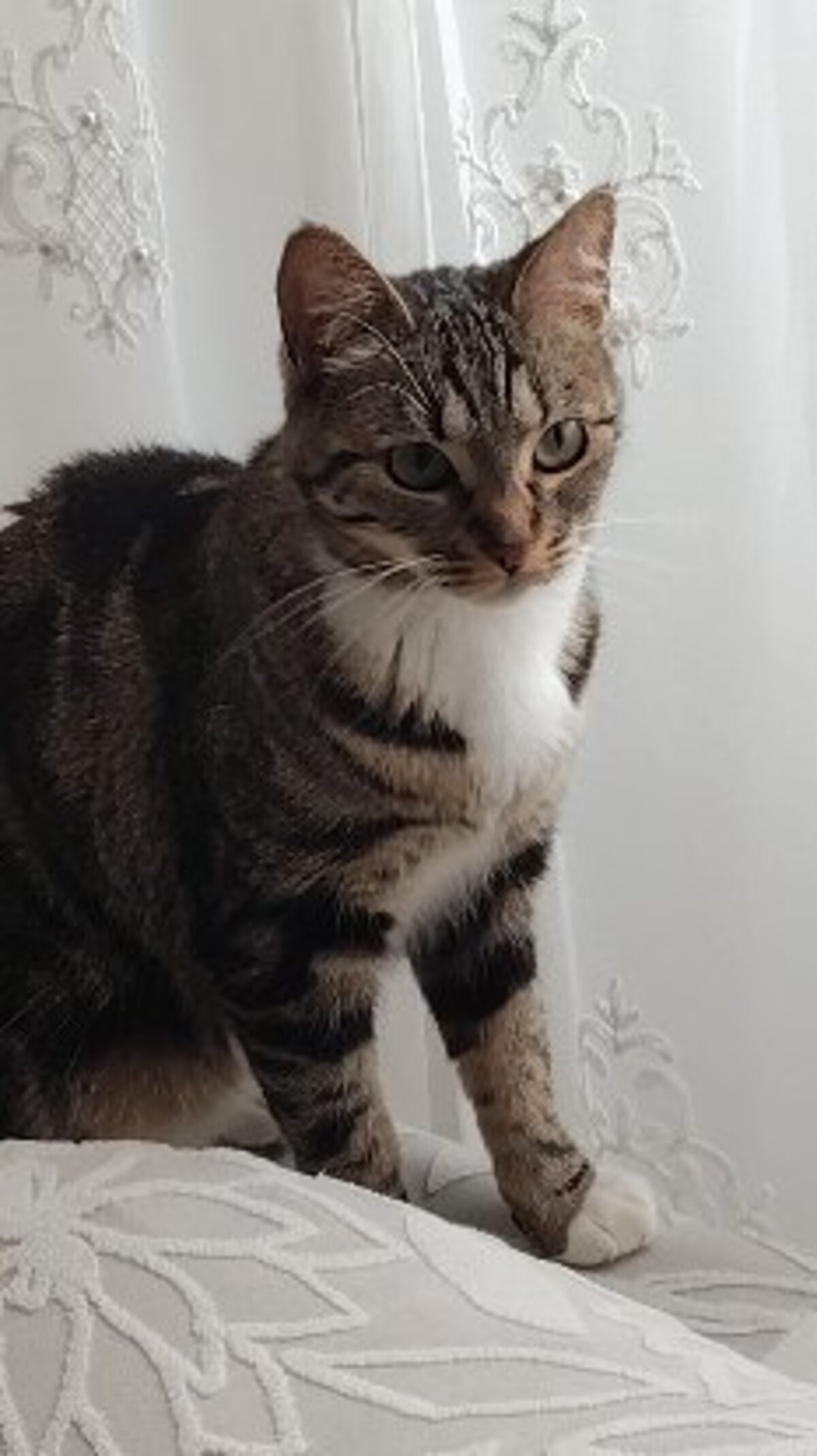 Adoption Prunelle