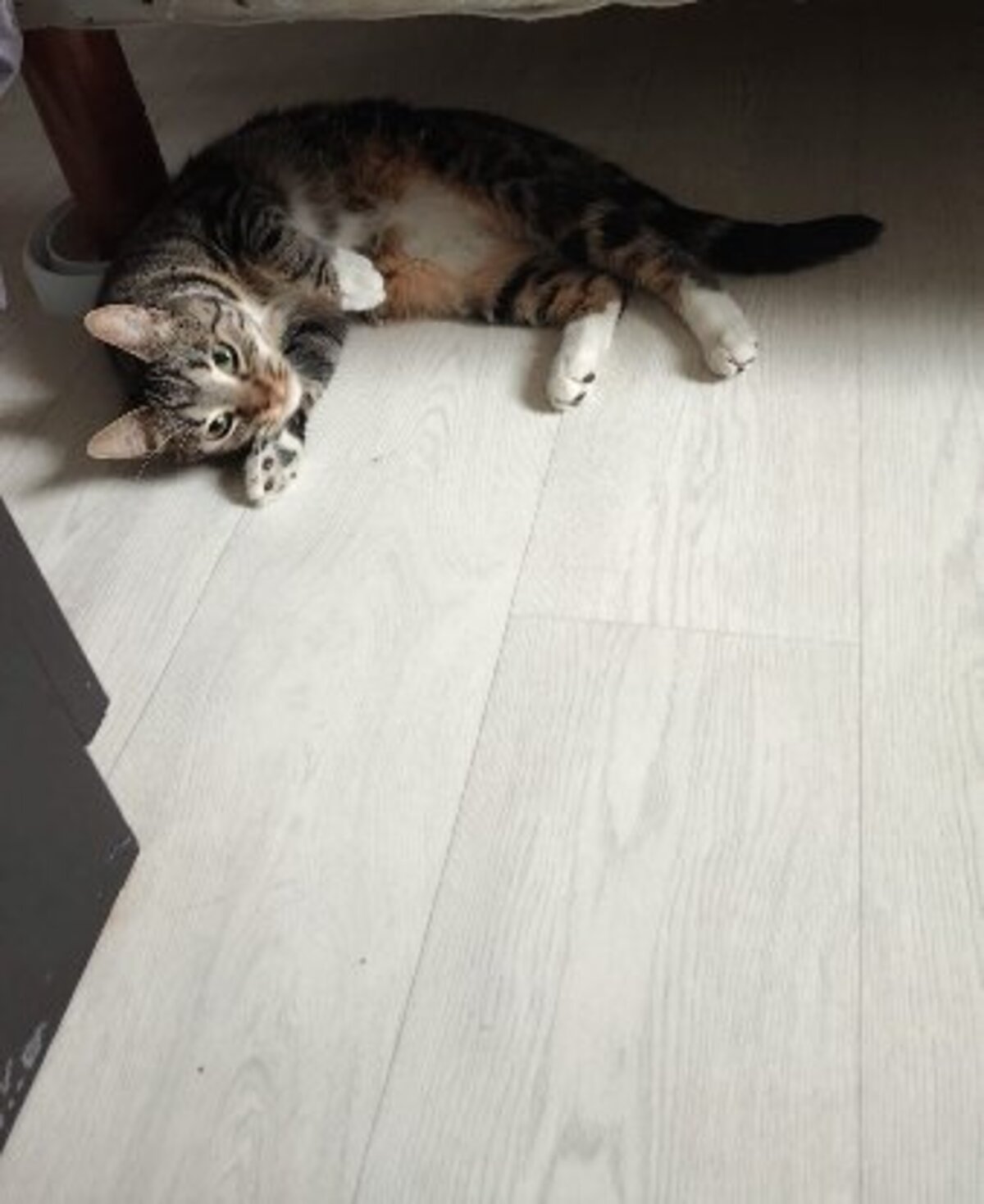 Adoption Prunelle