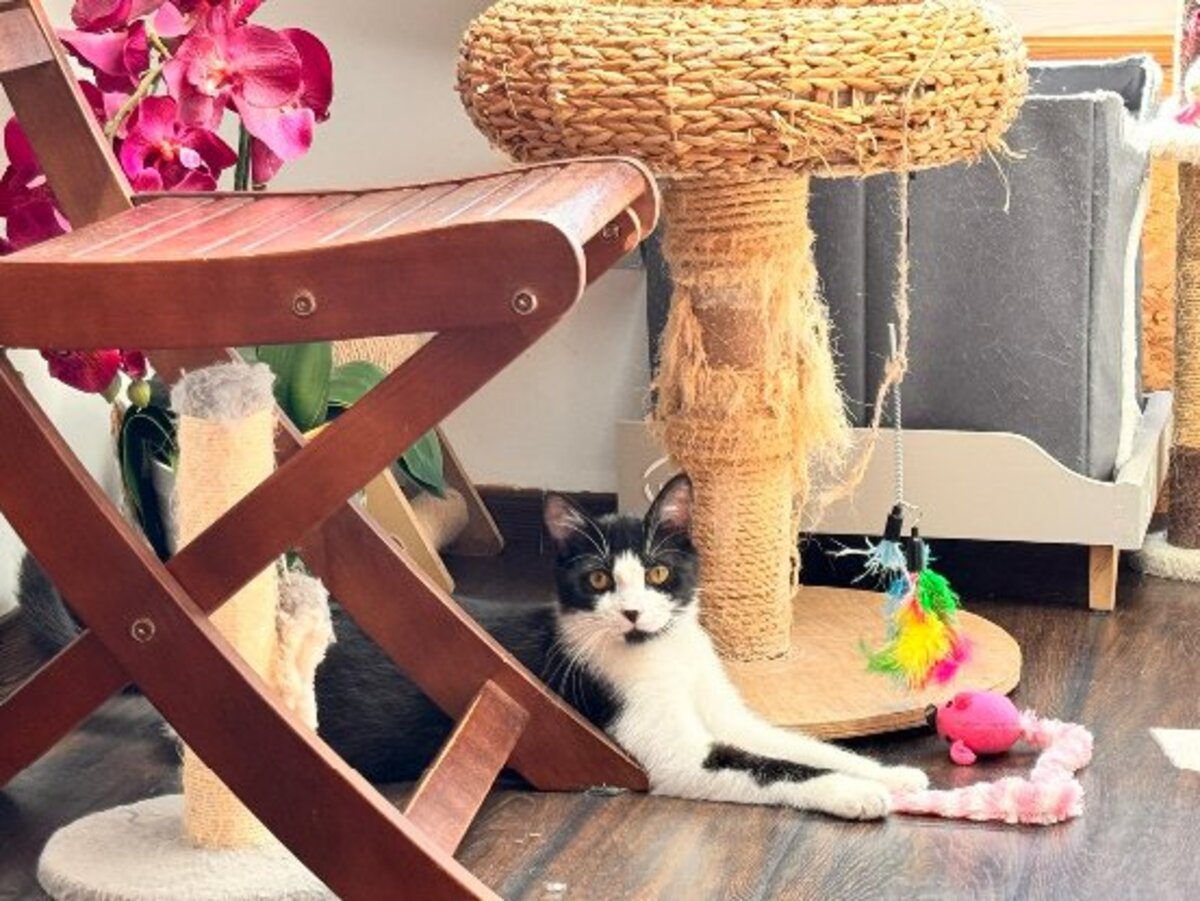 Adoption Puma double adoption avec doha
