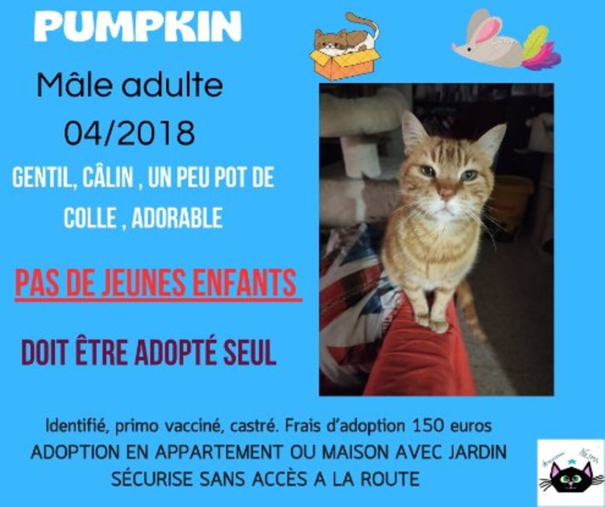 Adoption Pumpkin
