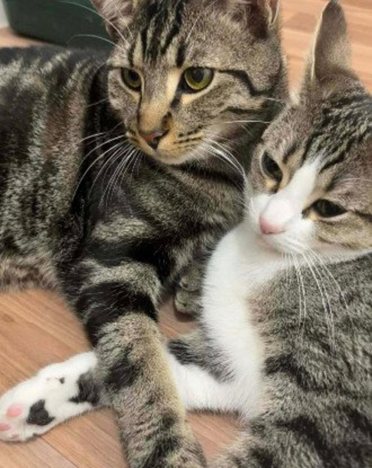 Adoption Qita et amora