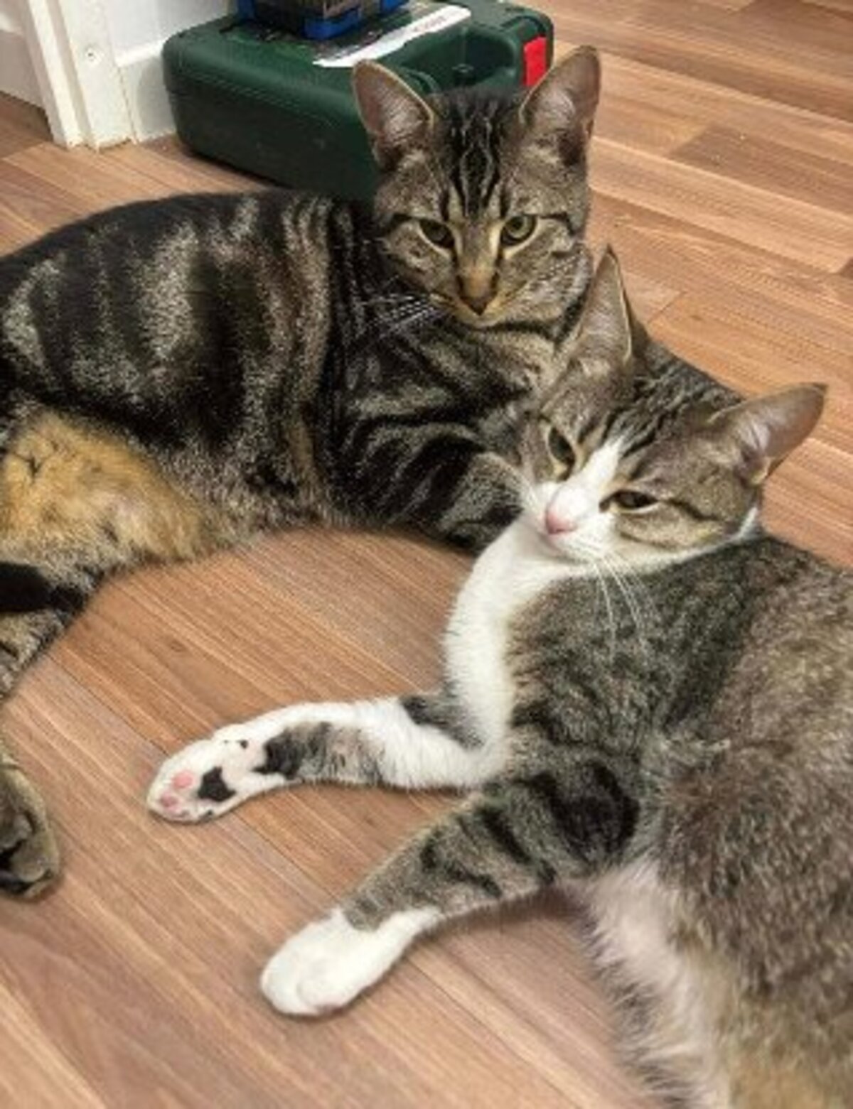 Adoption Qita et amora