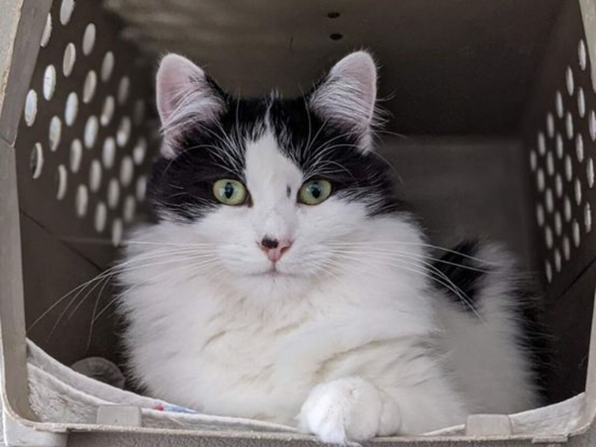 Adoption Raphaella