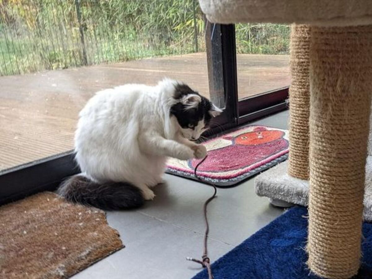 Adoption Raphaella