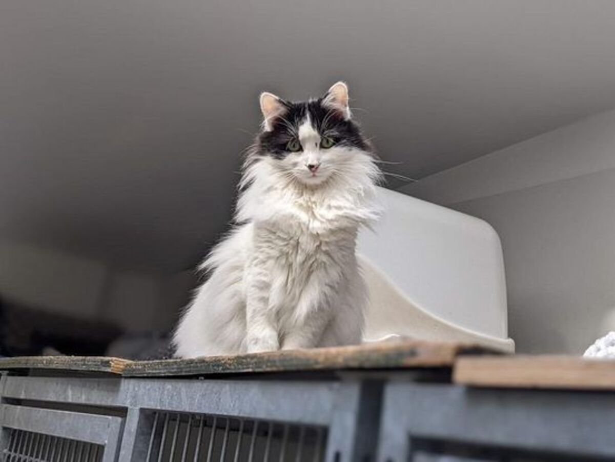 Adoption Raphaella