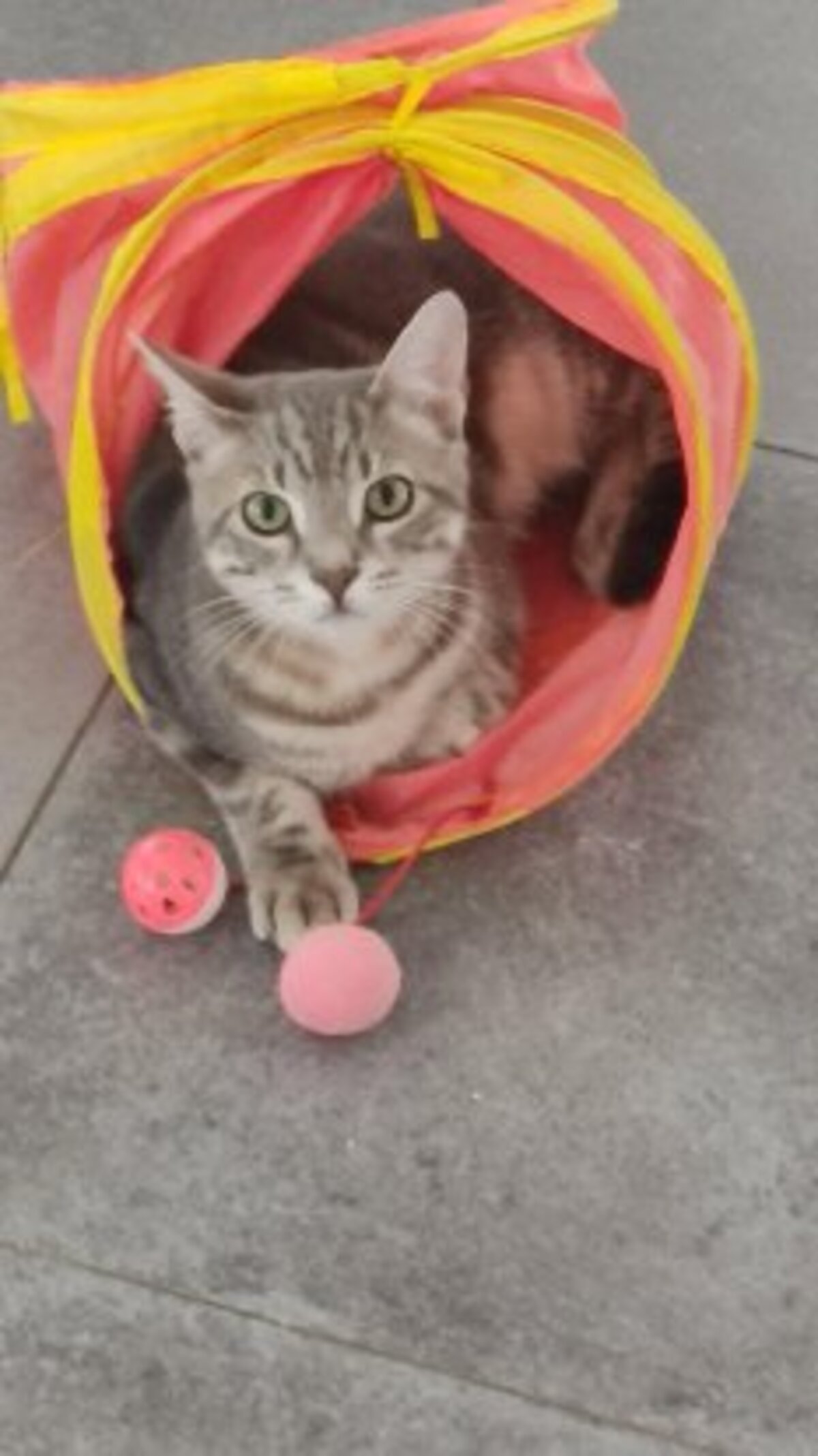 Adoption Ratinho