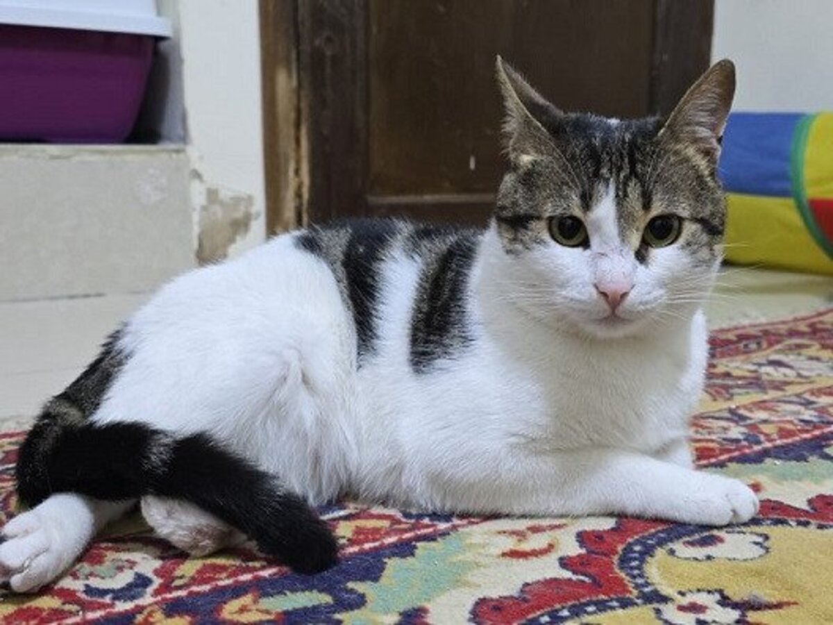 Adoption Ravioli