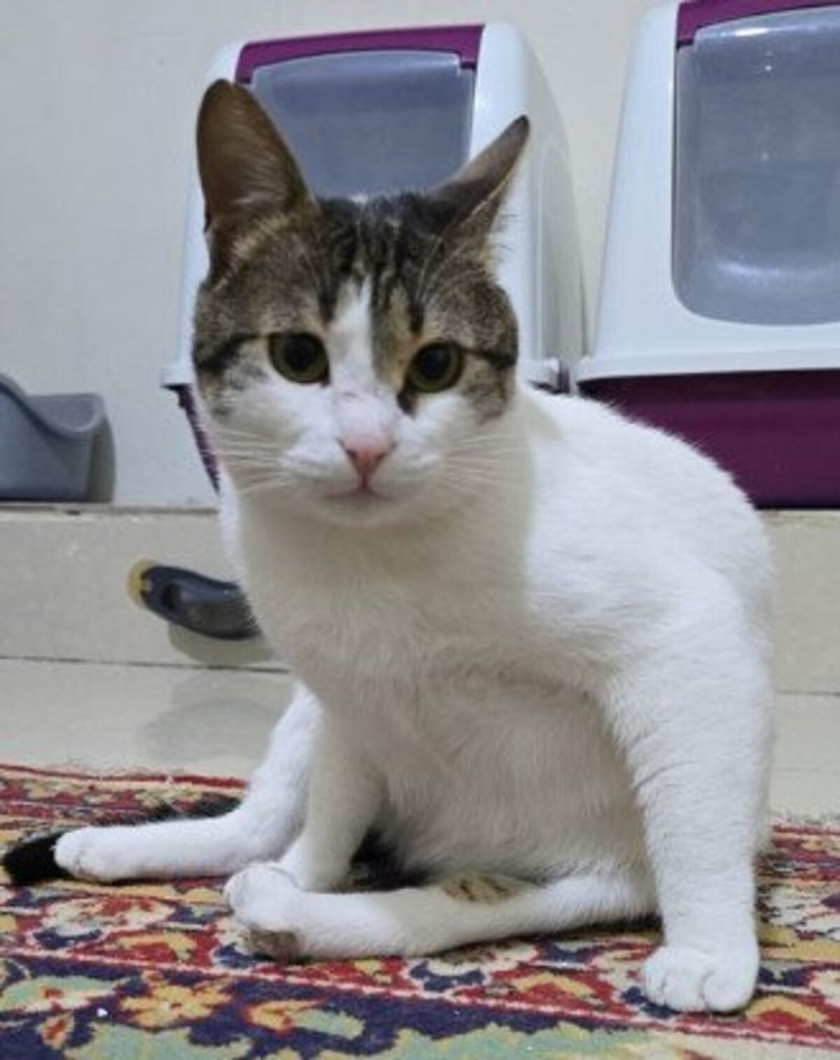 Adoption Ravioli