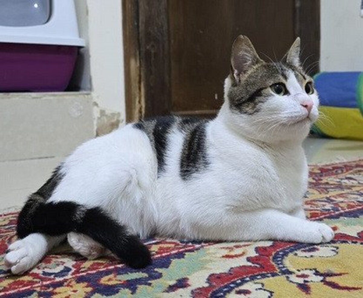 Adoption Ravioli