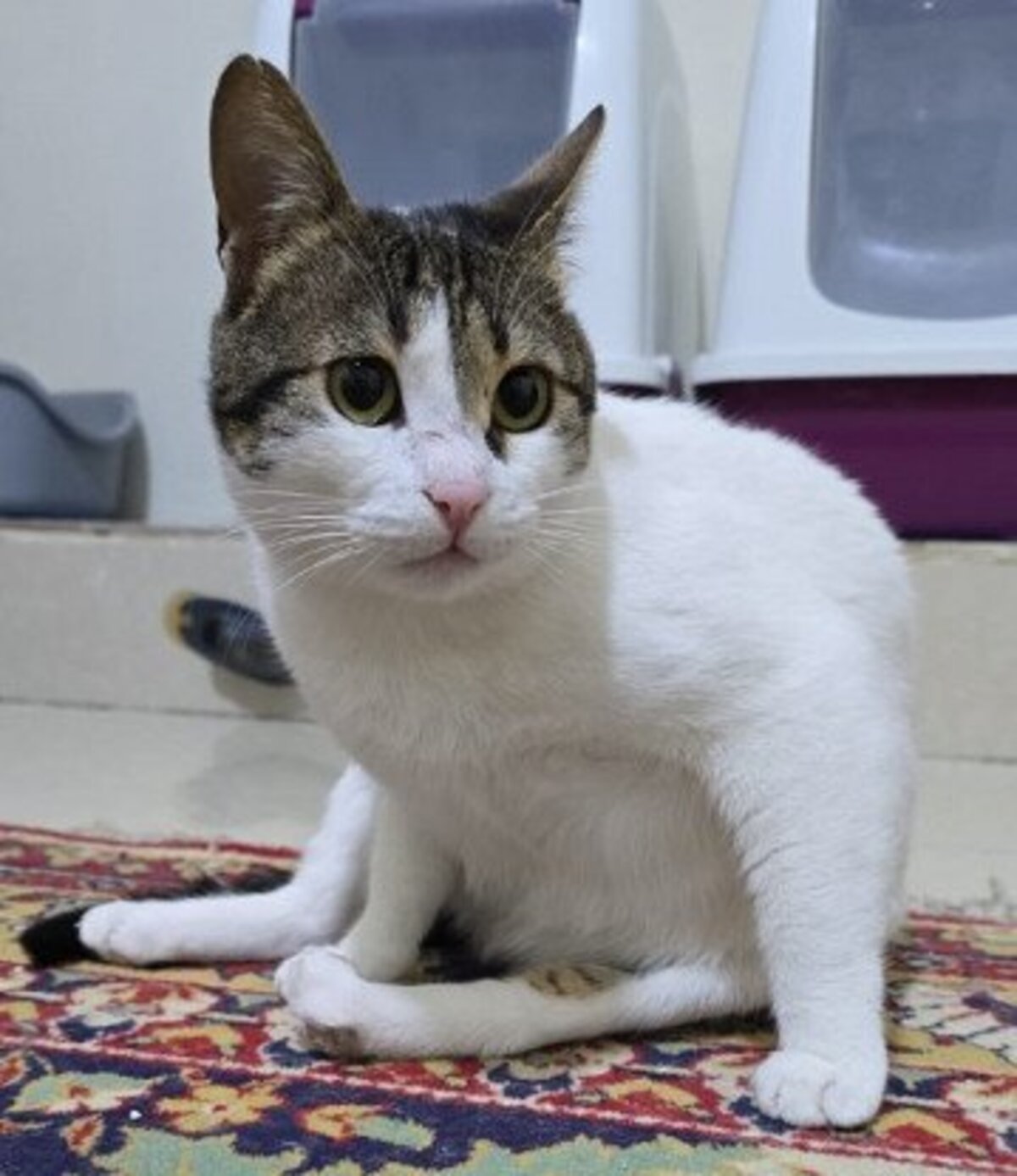 Adoption Ravioli