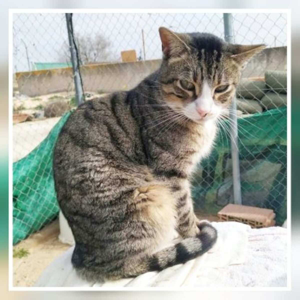 Adoption Rayo