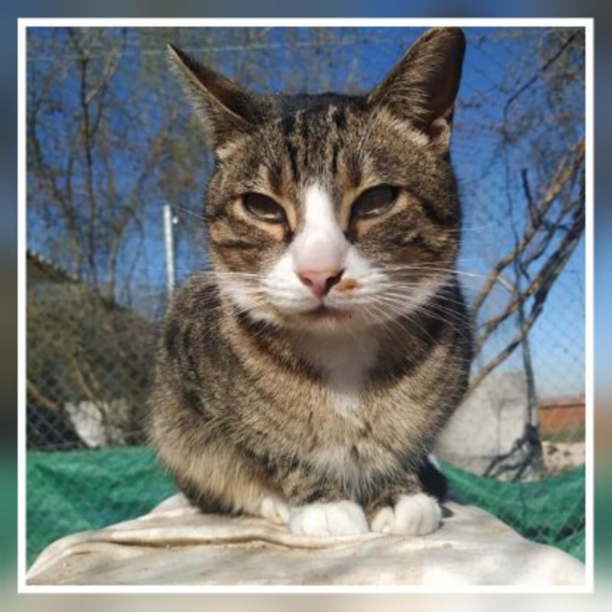 Adoption Rayo