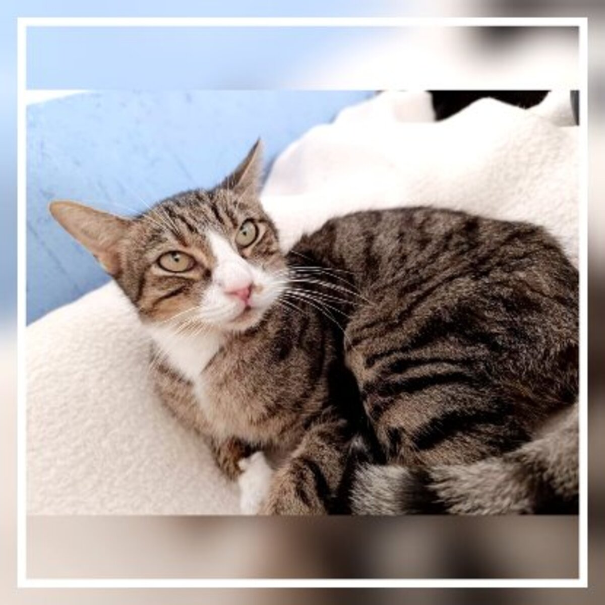 Adoption Rayo