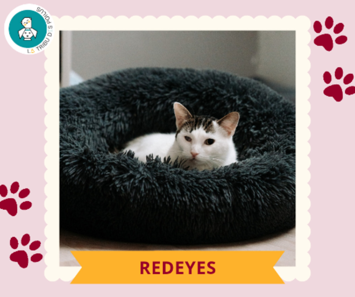 Adoption Red eyes et ziba