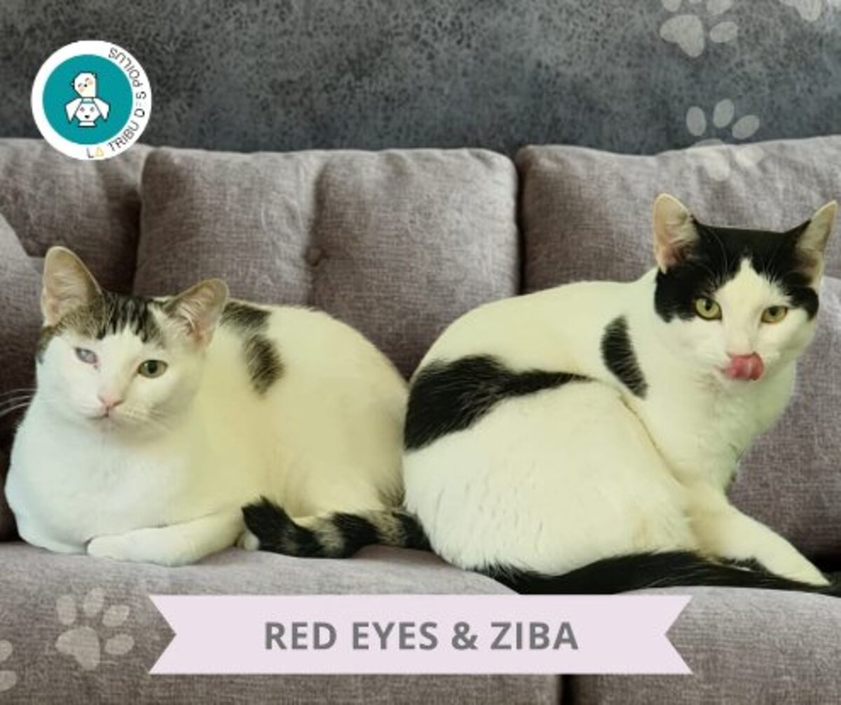 Adoption Red eyes et ziba