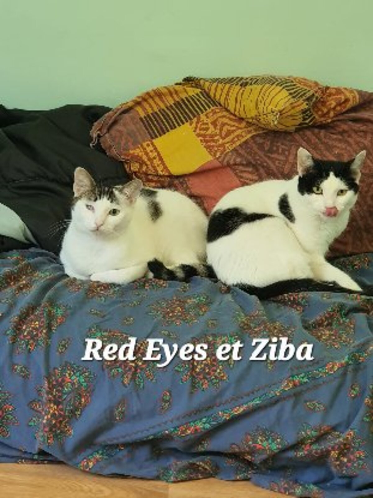 Adoption Red eyes et ziba