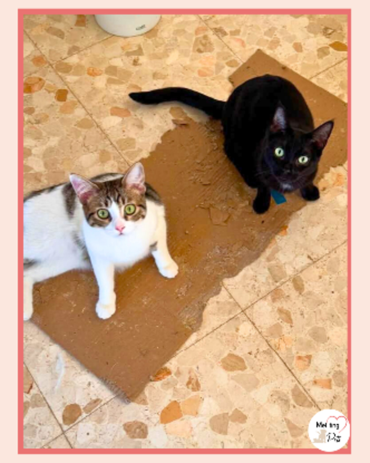 Adoption Regaliz