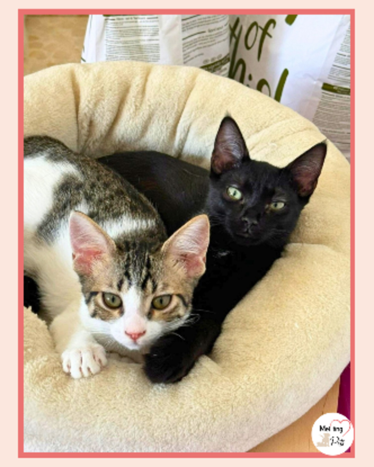 Adoption Regaliz