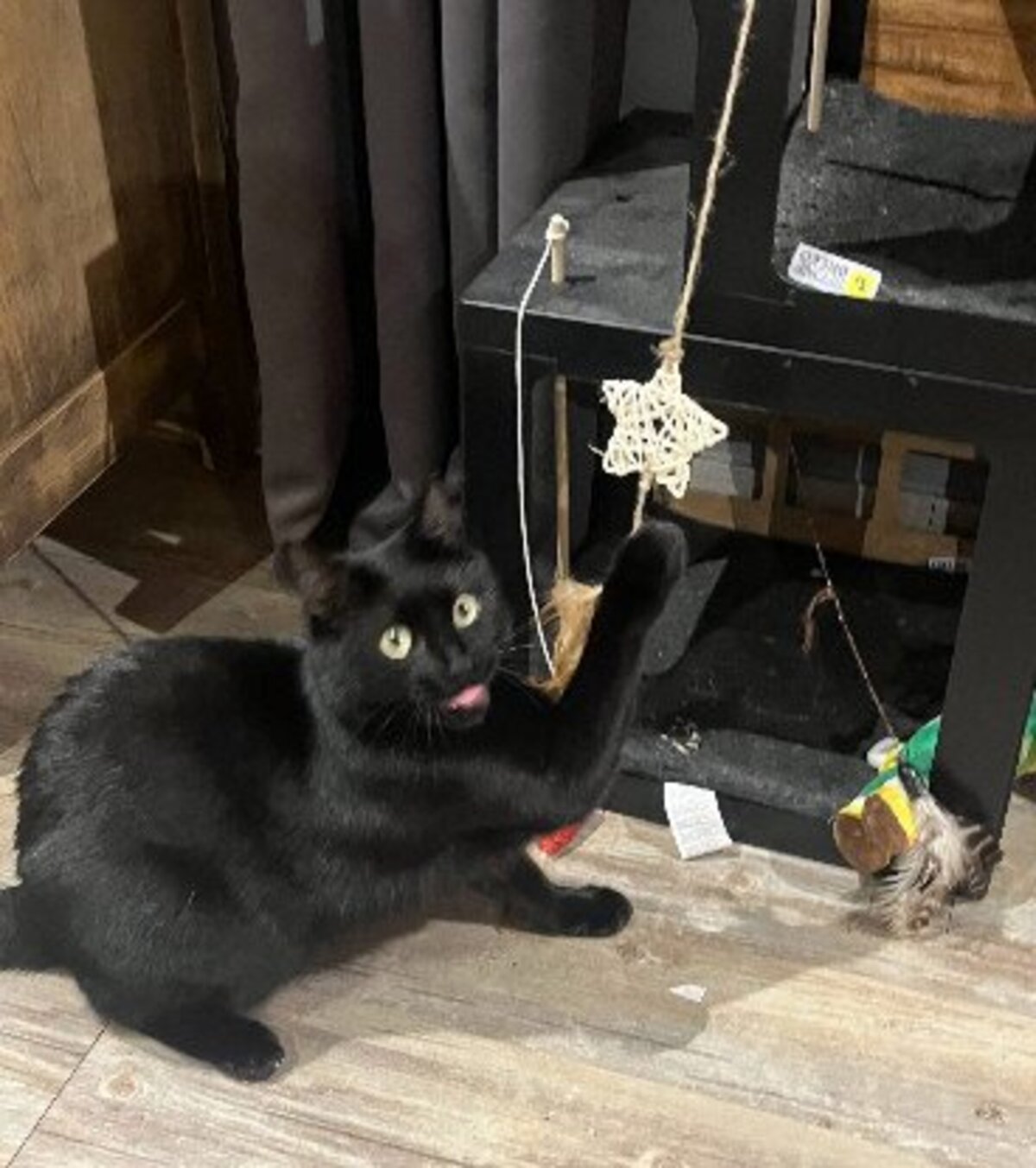 Adoption Réglisse