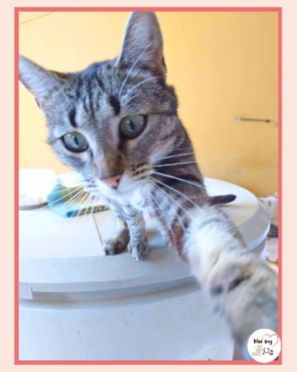 Adoption Reisy