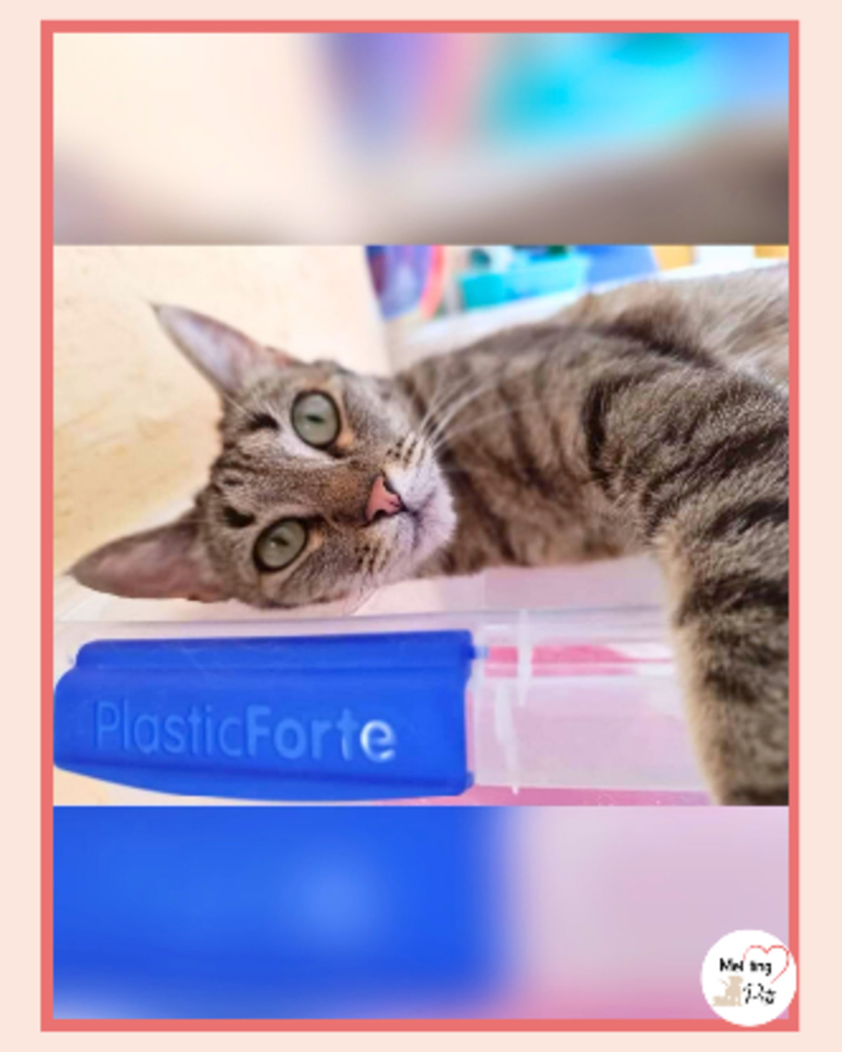Adoption Reisy