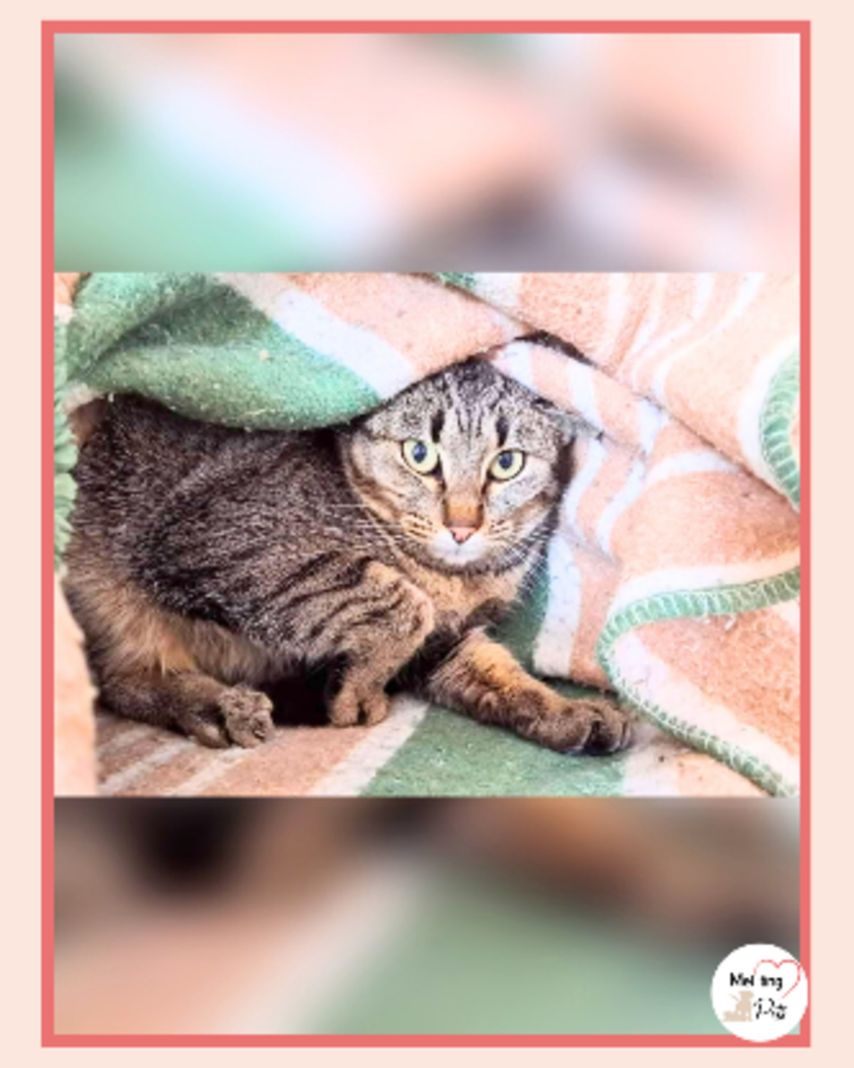 Adoption Reisy