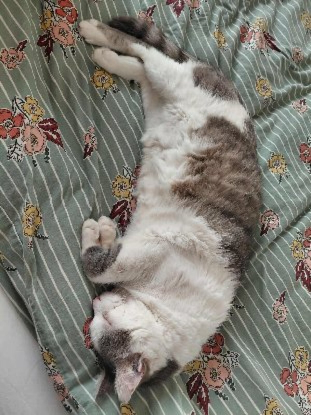 Adoption Renaud