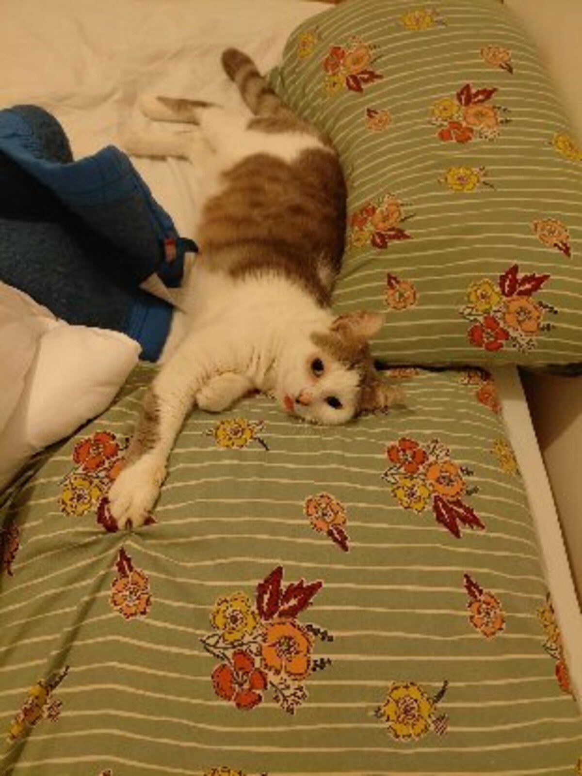 Adoption Renaud