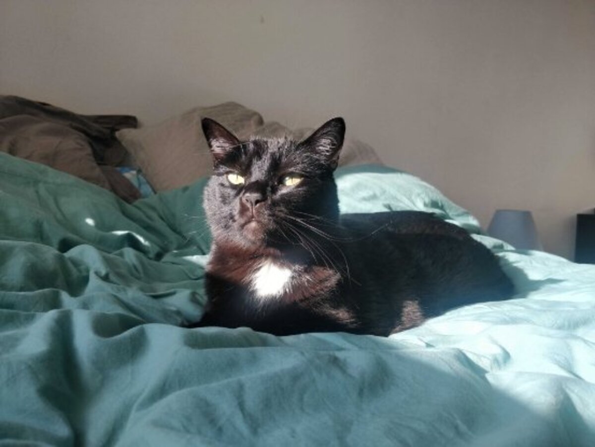 Adoption Reznor