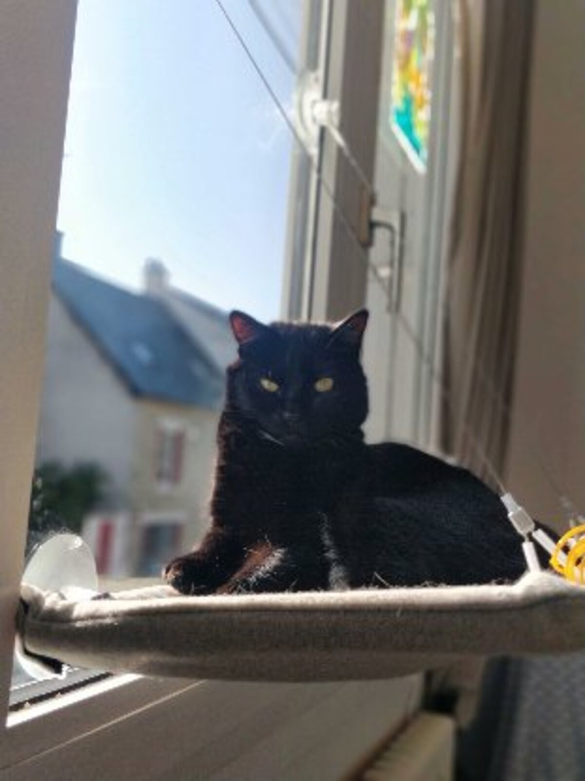 Adoption Reznor