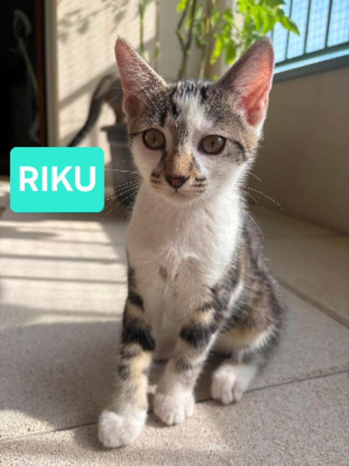 Adoption Riku adoptable en duo ou seul si déj