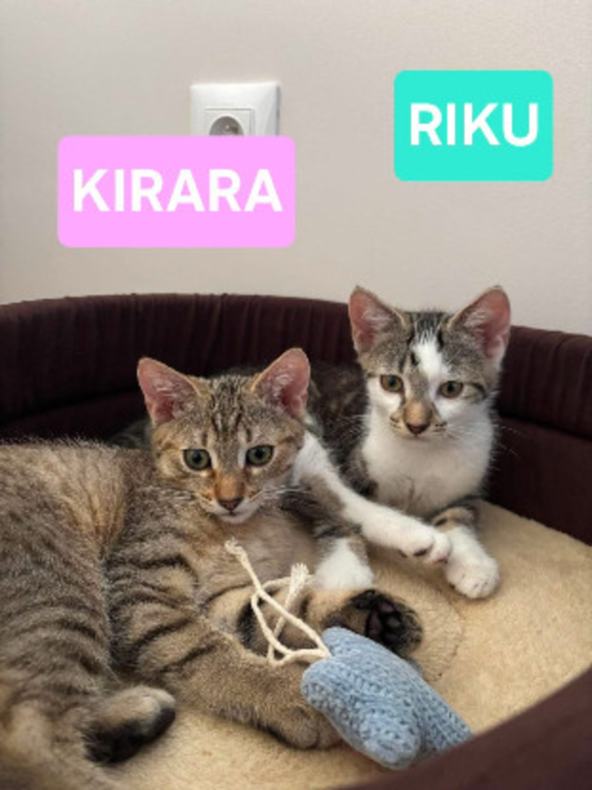Adoption Riku adoptable en duo ou seul si déj