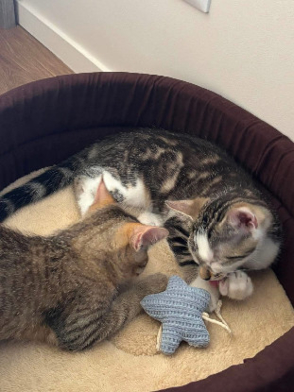 Adoption Riku adoptable en duo ou seul si déj