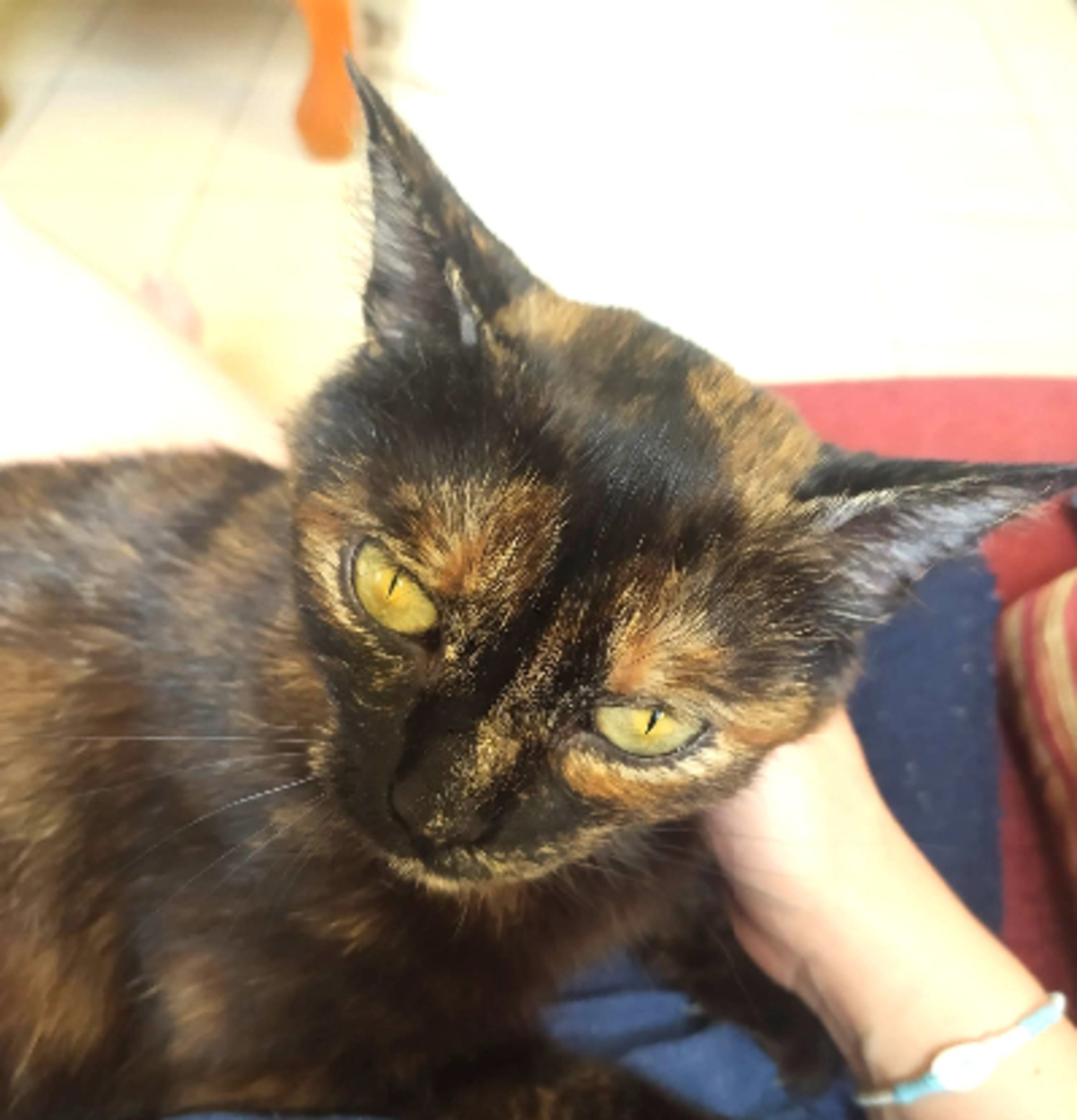 Adoption Rita
