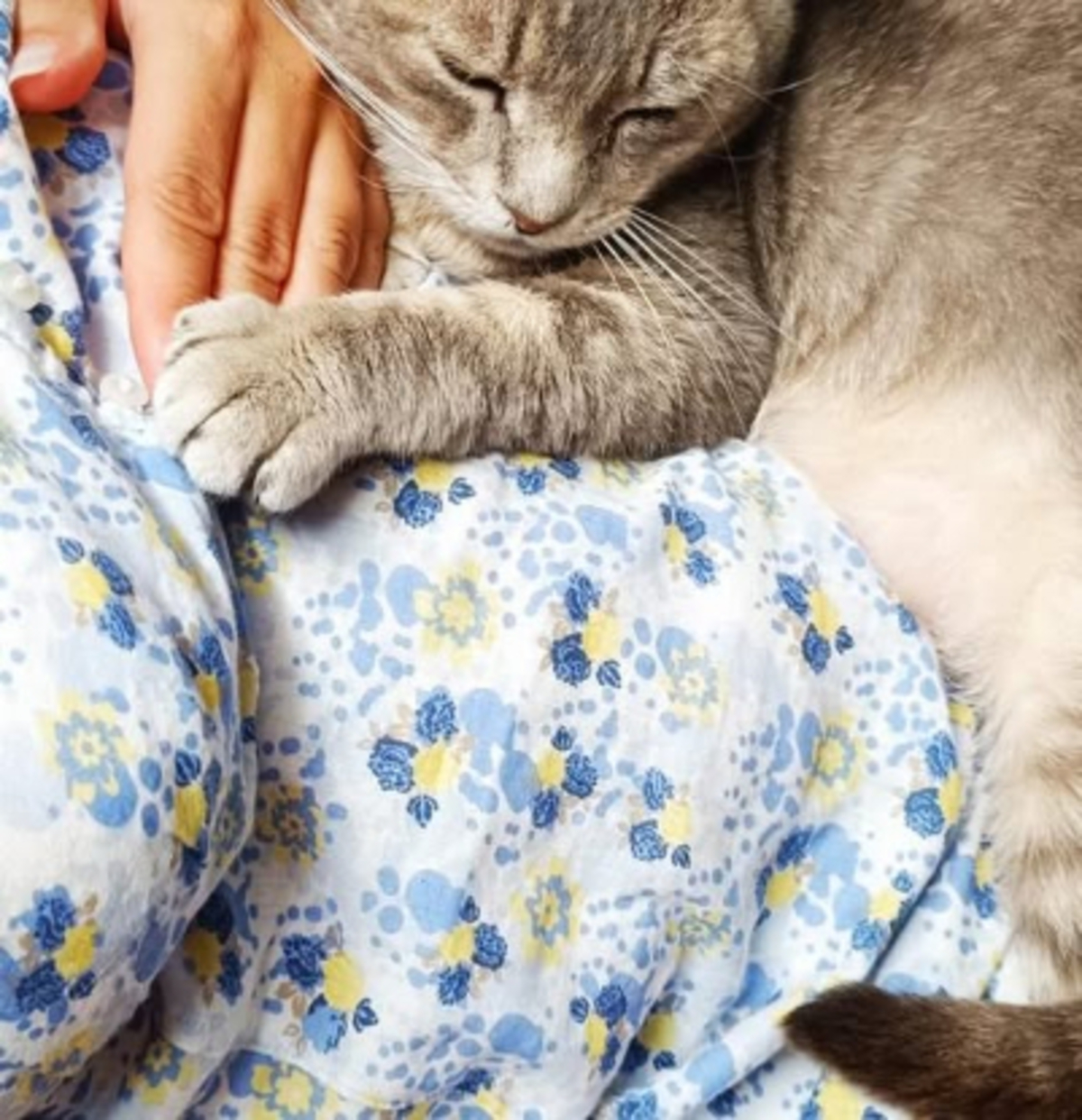 Adoption Grisou