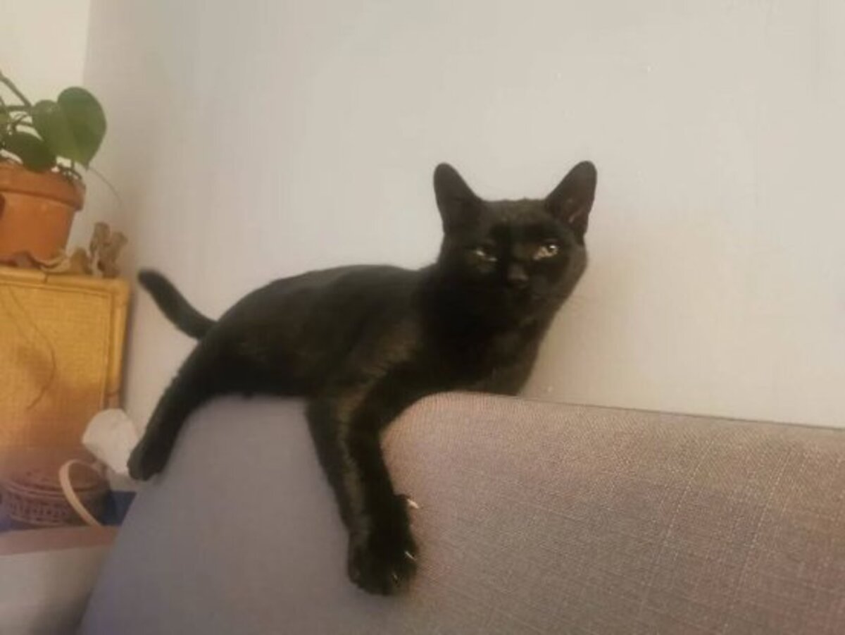 Adoption Rocket